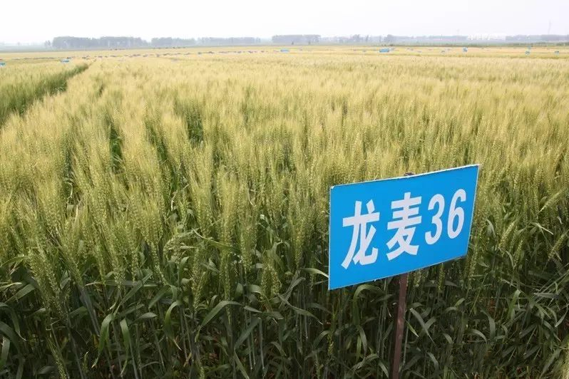 龍麥36 龍麥36
