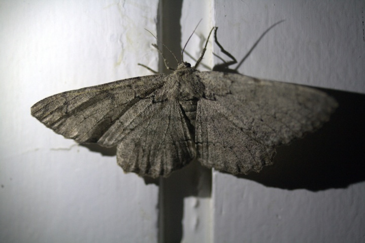 繼掌舟蛾 繼掌舟蛾