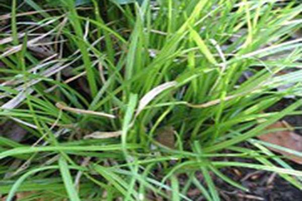 Carex leporina Carex leporina