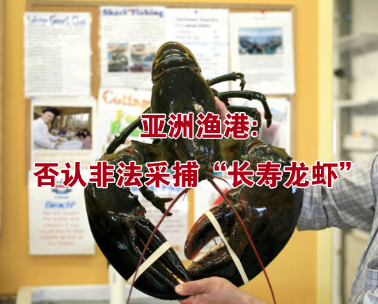 亞洲漁港：否認非法采捕“長壽龍蝦”