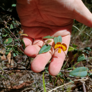 Platylobium parviflorum