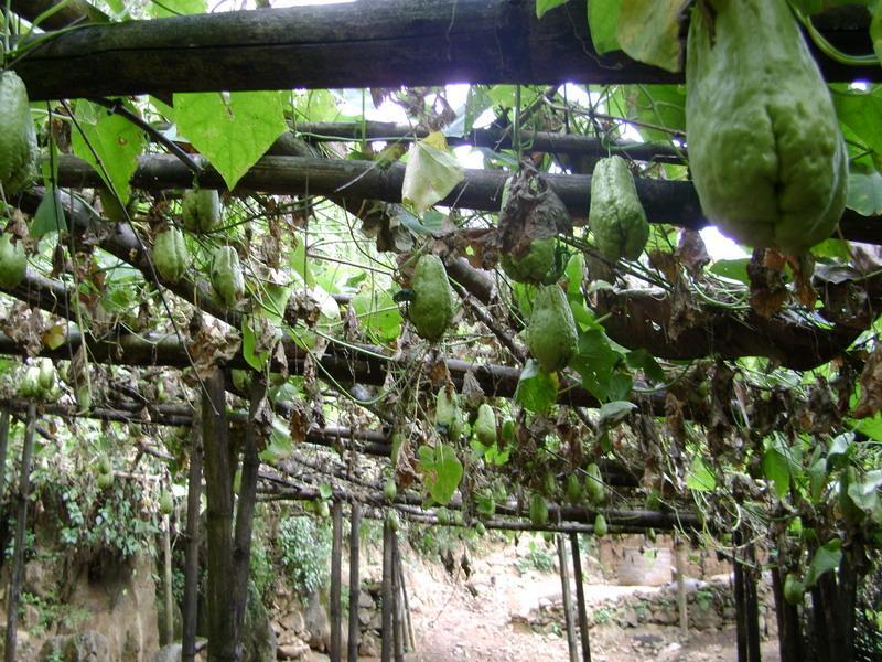 呼馬迷村 呼馬迷村