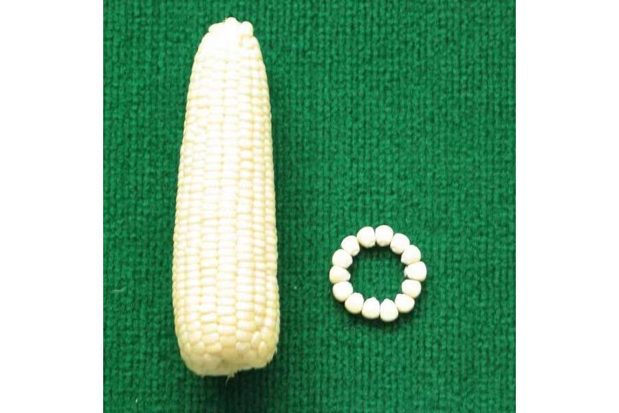 鮮糯2號 鮮糯2號