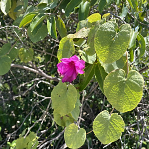 Ipomoea calyptrata