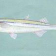 銀漢魚 銀漢魚