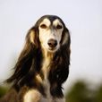 薩路基獵犬(薩盧基犬) 薩路基獵犬(薩盧基犬)