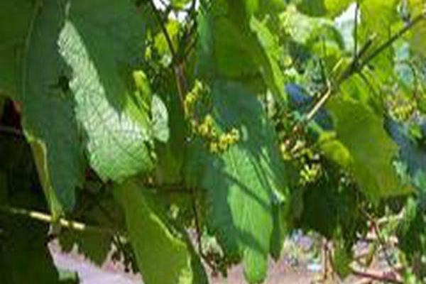 Vitis aestivalis \x27Norton\x27 Vitis aestivalis \x27Norton\x27