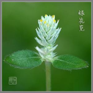 銀花莧單個植株