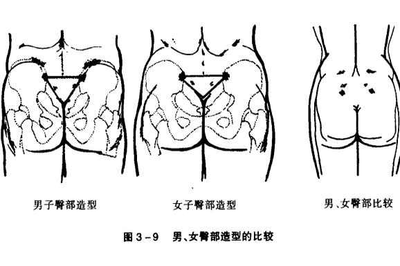 臀部(人體部位) 臀部(人體部位)