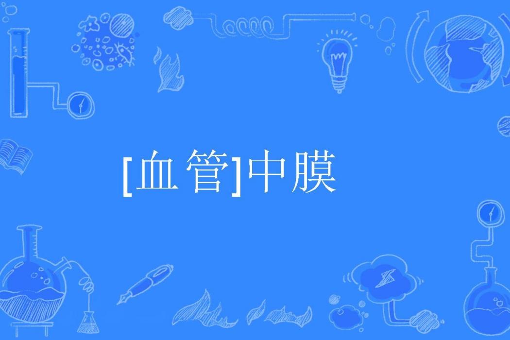 [血管]中膜