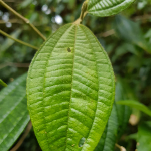 Miconia cuspidatissima