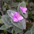 白雪姬(草本植物) 白雪姬(草本植物)