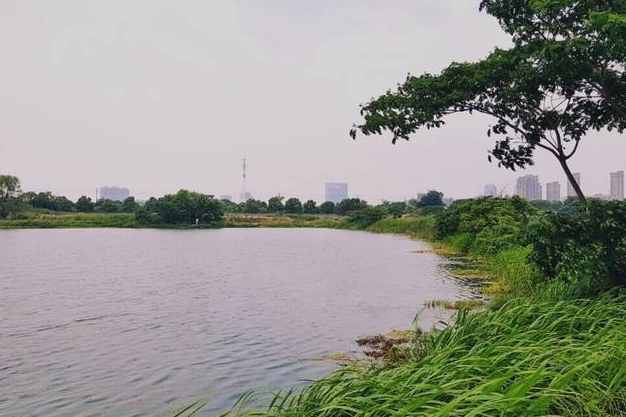 琴湖花園 琴湖花園