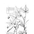 闊葉茶藨子 闊葉茶藨子