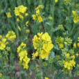 油芥菜 油芥菜