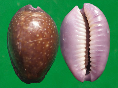 紫花寶螺