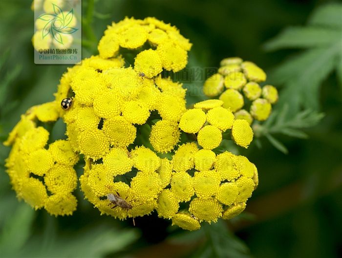 疏齒亞菊 疏齒亞菊