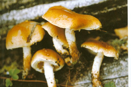 粘環銹傘 粘環銹傘