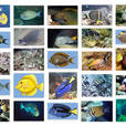 刺尾魚科(刺尾魚(刺尾魚·)) 刺尾魚科(刺尾魚(刺尾魚·))