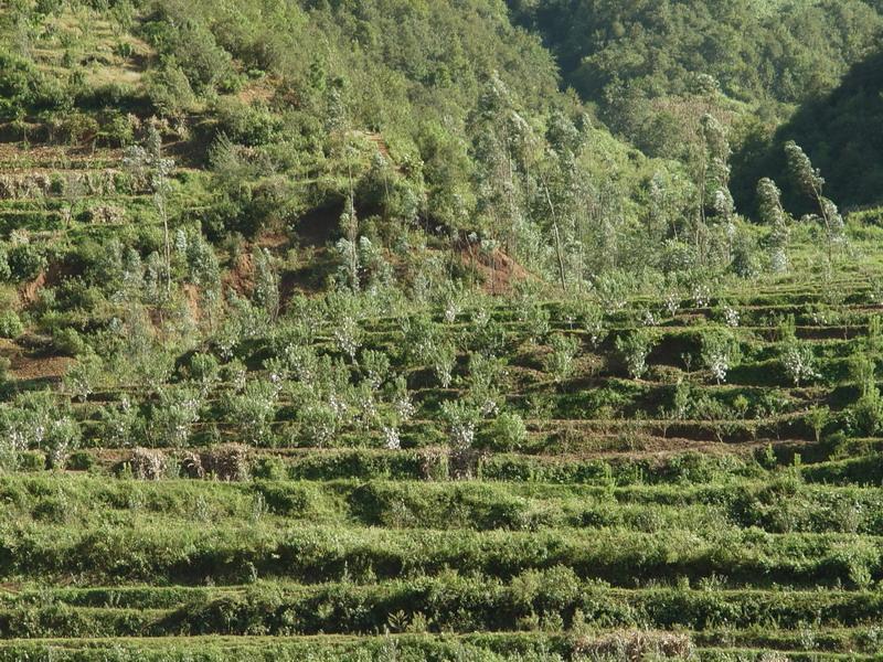小平壩村(雲南富民縣羅免鄉下轄村)