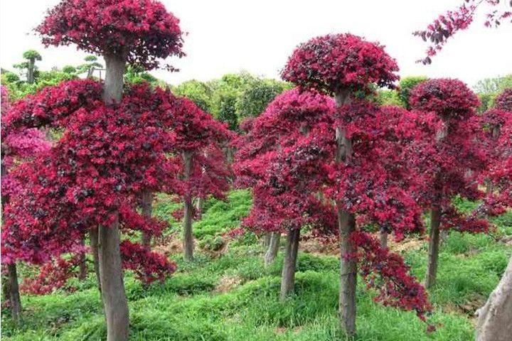 森淼紅櫻 森淼紅櫻