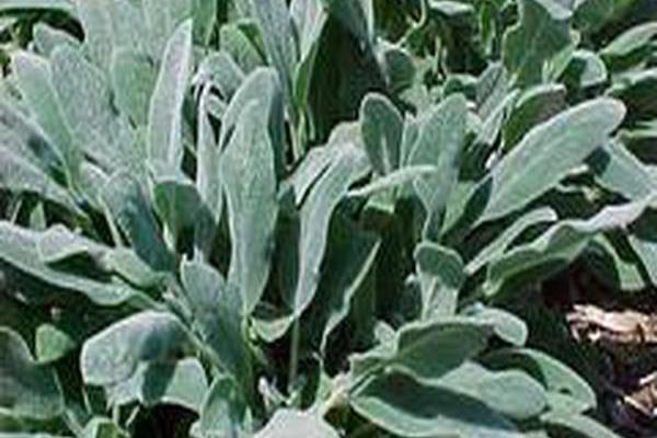 Stachys byzantina \x27Silver Carpet\x27 Stachys byzantina \x27Silver Carpet\x27