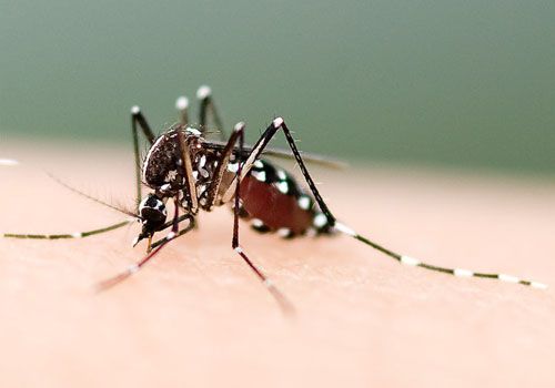 生物性傳播 生物性傳播