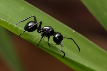結多刺蟻（Polyrhachis rastellata）的工蟻