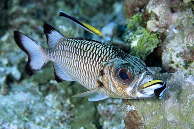 短尾棘茄魚 短尾棘茄魚