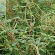 刺藜(植物)