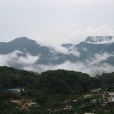 易武古茶山 易武古茶山