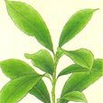 假荔枝 假荔枝