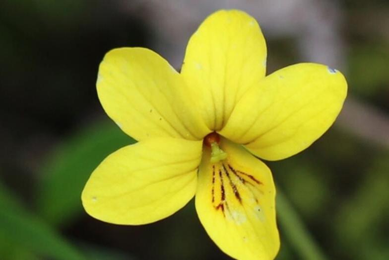 雙花堇菜(堇菜科堇菜屬植物) 雙花堇菜(堇菜科堇菜屬植物)