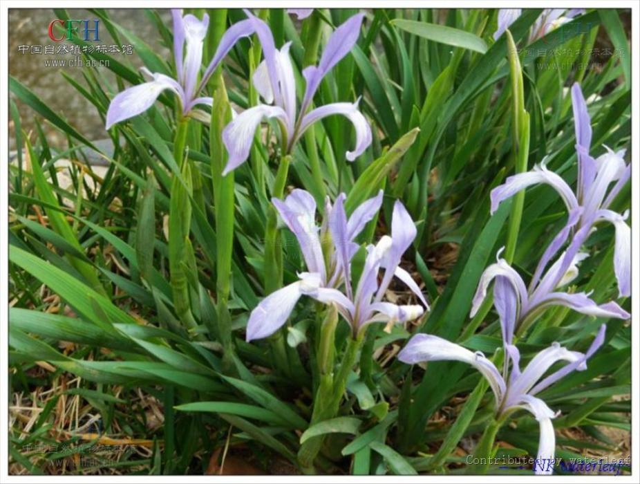 馬藺根(中藥材) 馬藺根(中藥材)