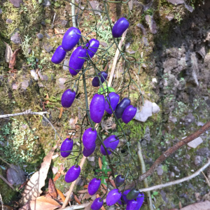 長果山菅