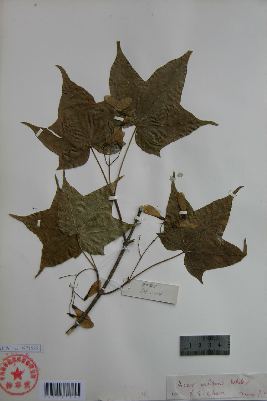 鈍角三峽槭標本