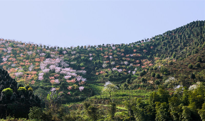 龍茶花海