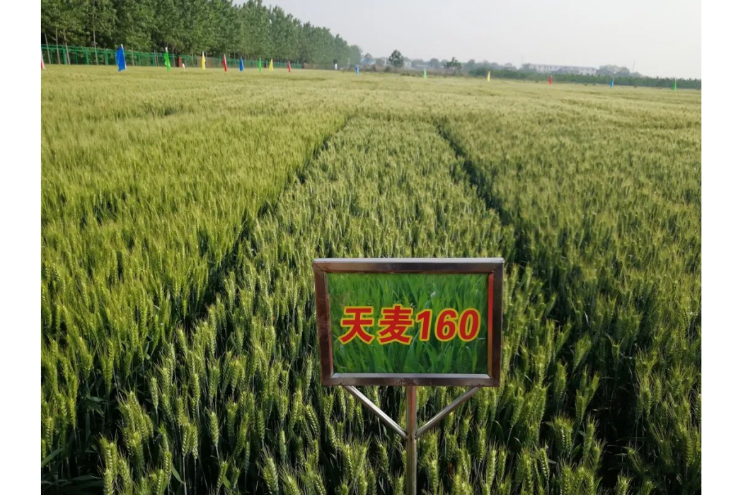 天麥160 天麥160
