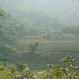 大高埂村 大高埂村