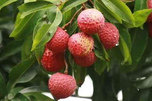 米脂荔枝 米脂荔枝