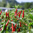 石柱朝天紅 石柱朝天紅
