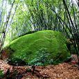 青山翠竹 青山翠竹