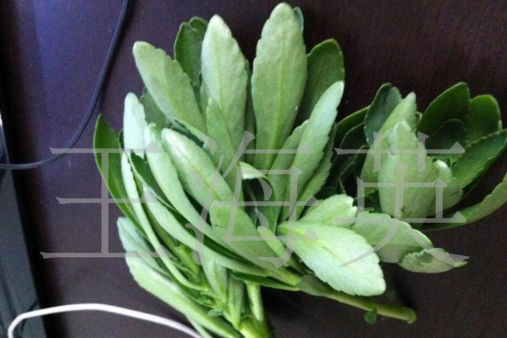 紐西蘭費菜 紐西蘭費菜