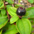 地菍根 地菍根