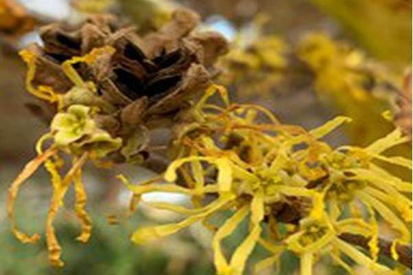 Hamamelis virginiana Hamamelis virginiana