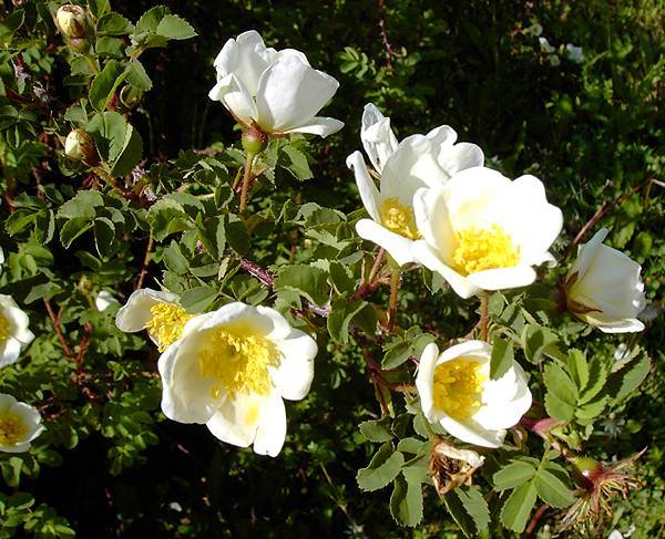 得榮薔薇 得榮薔薇