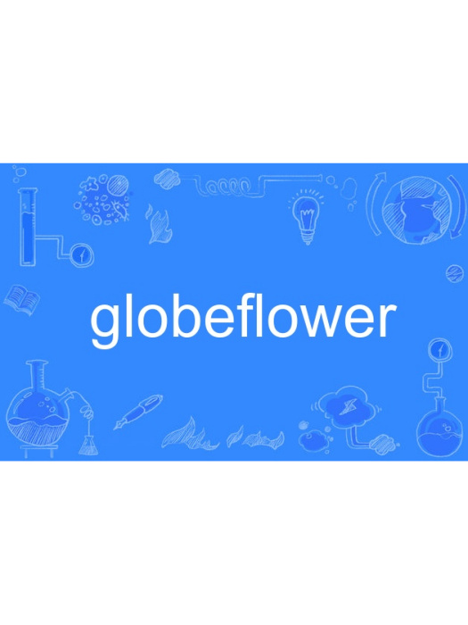 globeflower globeflower
