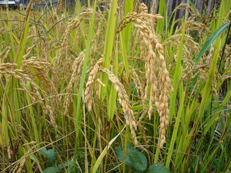 黑娃底村水稻種植
