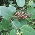 大葉勾兒茶 大葉勾兒茶