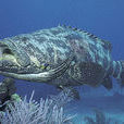 巨石斑魚(龍躉王)